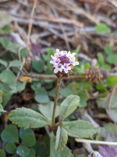 Phyla nodiflora (Frogfruit) — photo