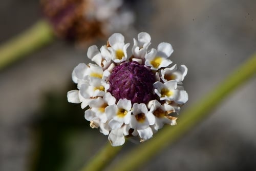 Phyla nodiflora