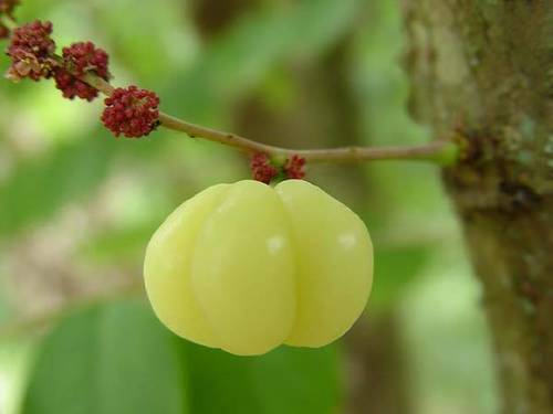 Phyllanthus acidus (Grosella) — photo