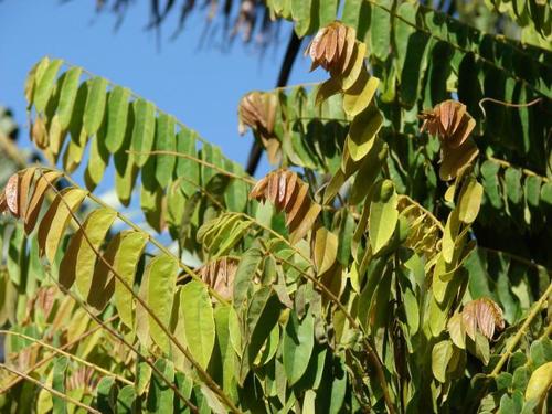 Phyllanthus acidus (Grosella) — photo