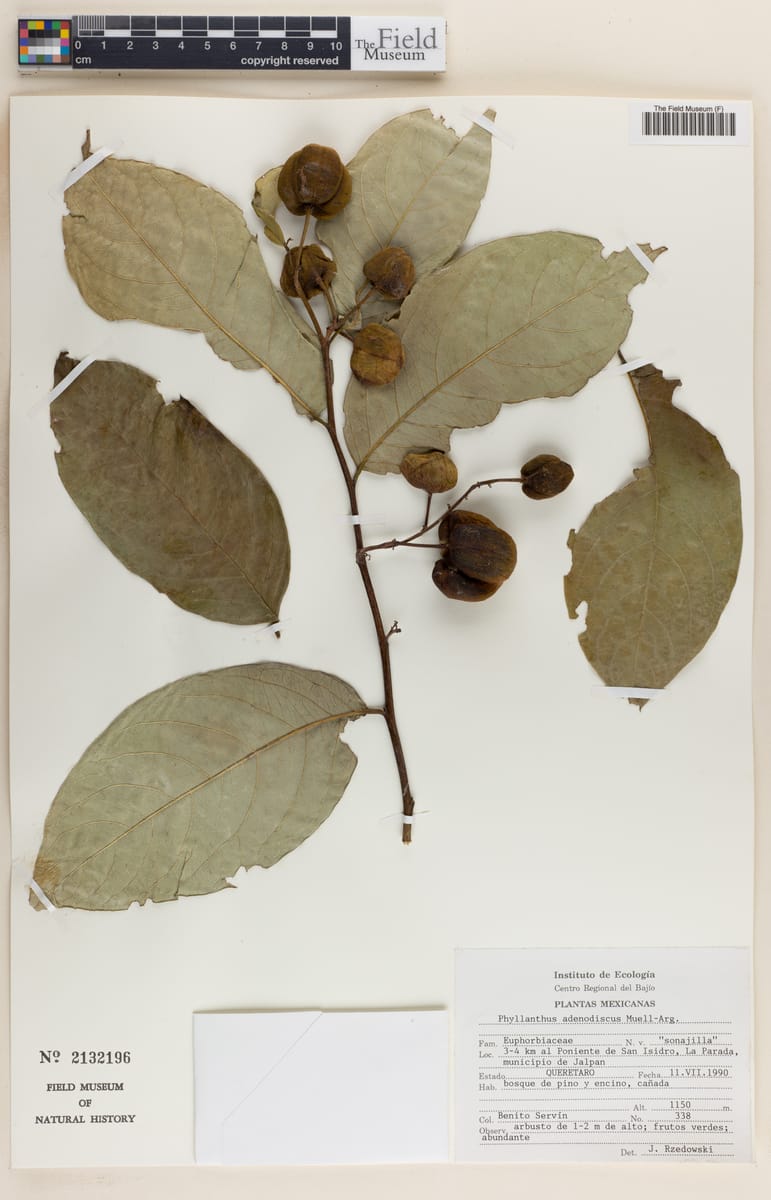Phyllanthus adenodiscus — photo