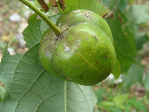 Phyllanthus adenodiscus