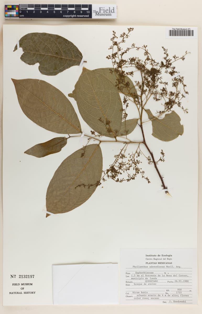 Phyllanthus adenodiscus — photo