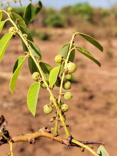 Phyllanthus casticum (Leaf-flower) — photo