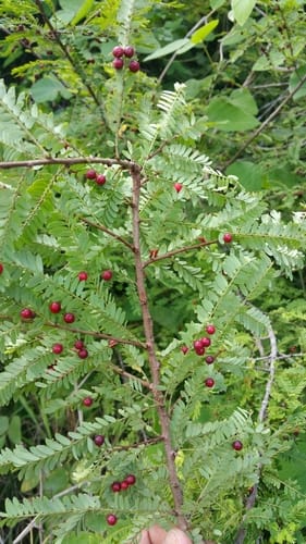 Phyllanthus casticum (Leaf-flower) — photo