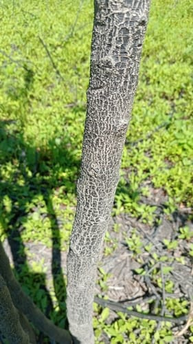 Phyllanthus chacoensis — photo