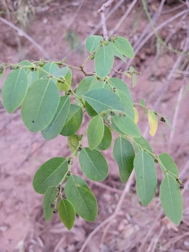 Phyllanthus ciccoides — photo