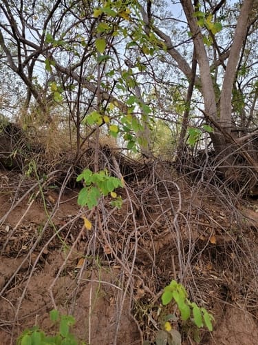Phyllanthus ciccoides — photo