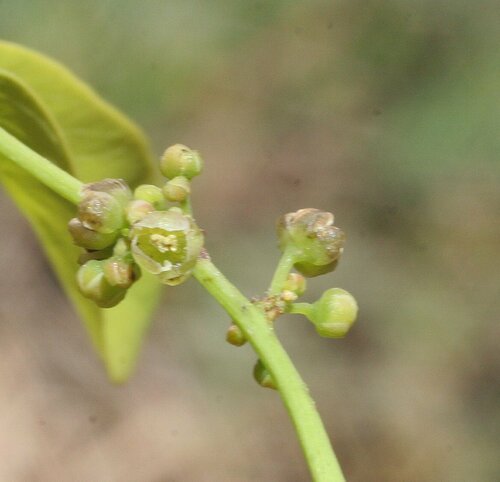 Phyllanthus ciccoides