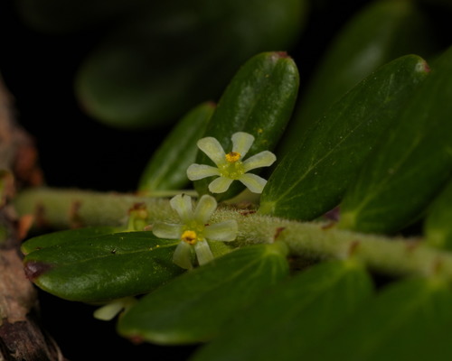 Phyllanthus emblica (Emblic) — photo