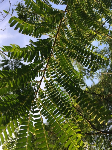 Phyllanthus emblica (Emblic) — photo