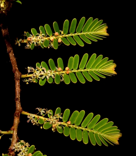 Phyllanthus emblica