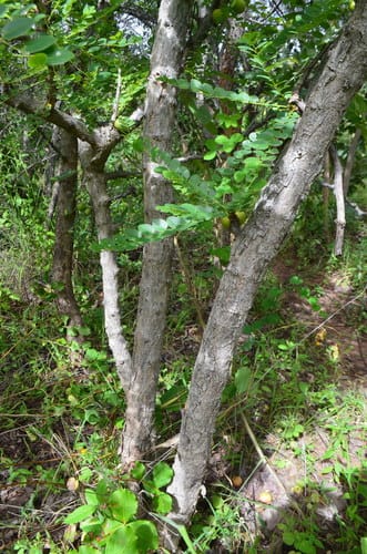 Phyllanthus engleri (Spurred phyllanthus) — photo