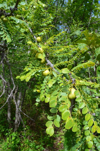 Phyllanthus engleri