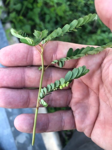 Phyllanthus fraternus — photo