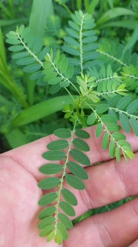 Phyllanthus fraternus