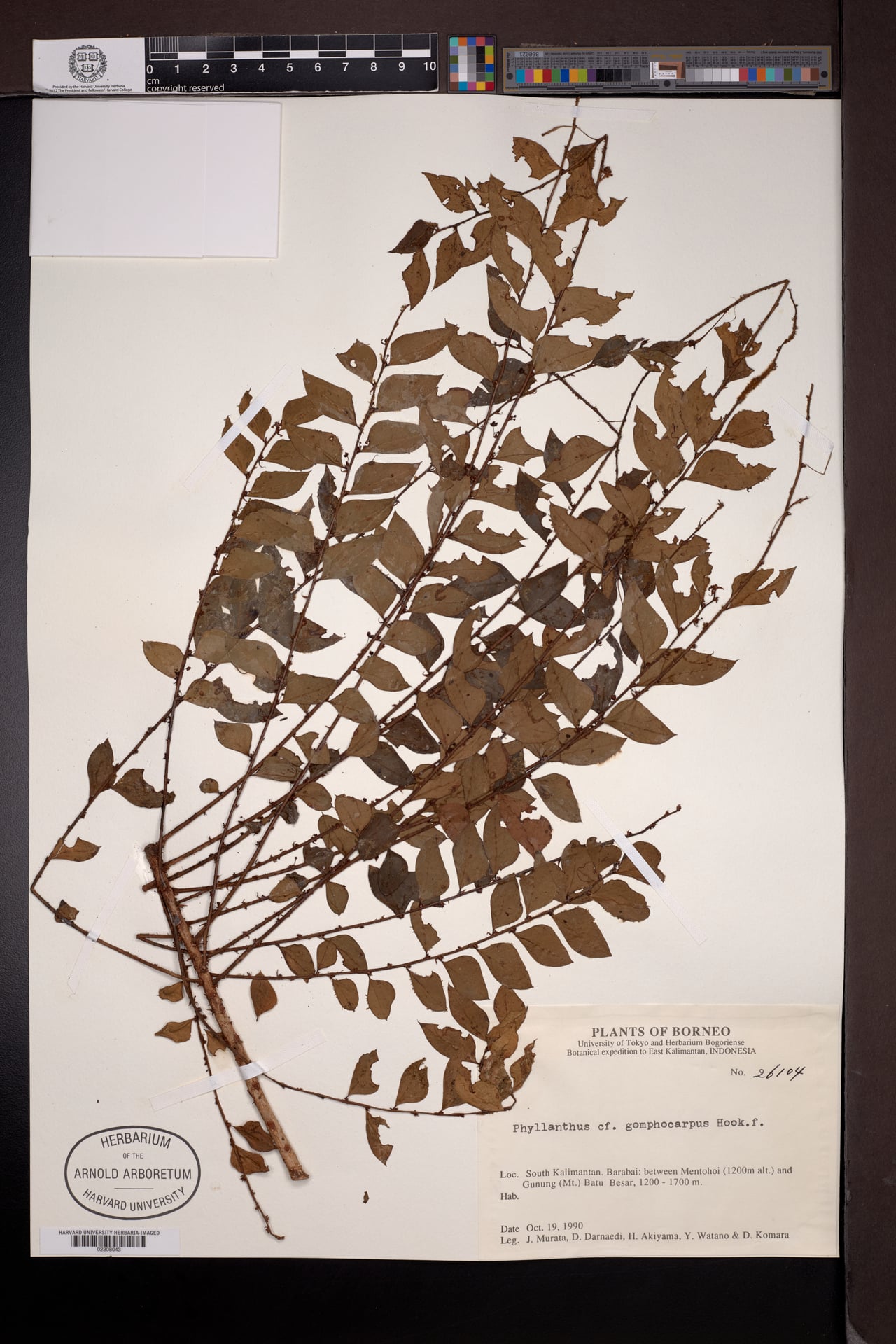 Phyllanthus gomphocarpus (Chermela) — photo