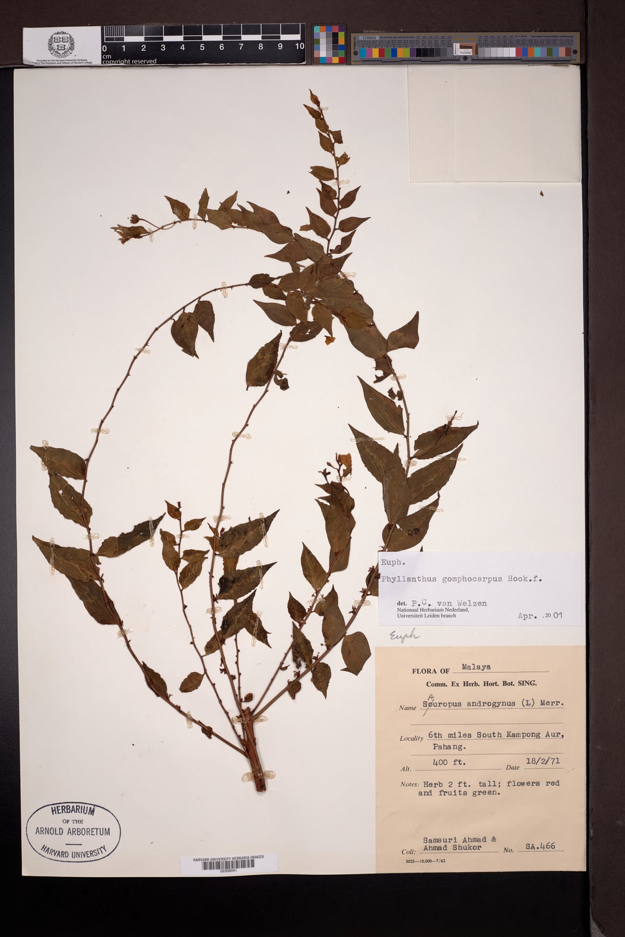 Phyllanthus gomphocarpus (Chermela) — photo
