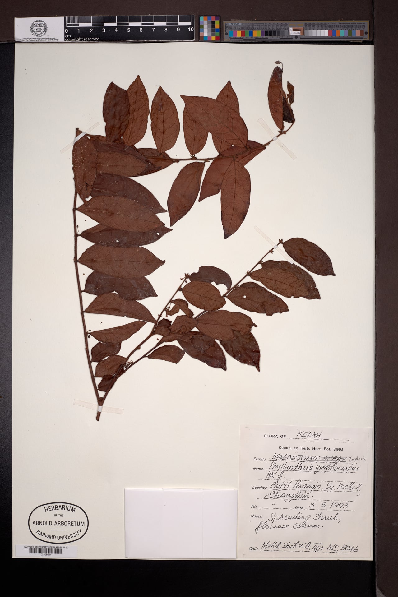 Phyllanthus gomphocarpus