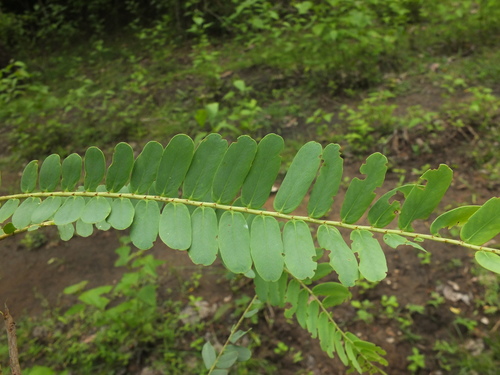 Phyllanthus indofischeri