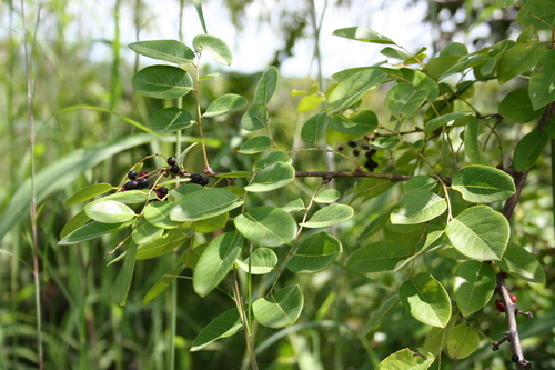 Phyllanthus muellerianus — photo
