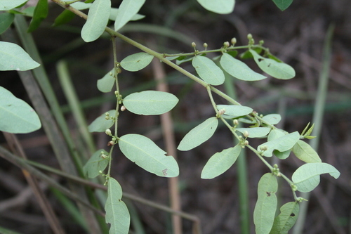 Phyllanthus muellerianus — photo