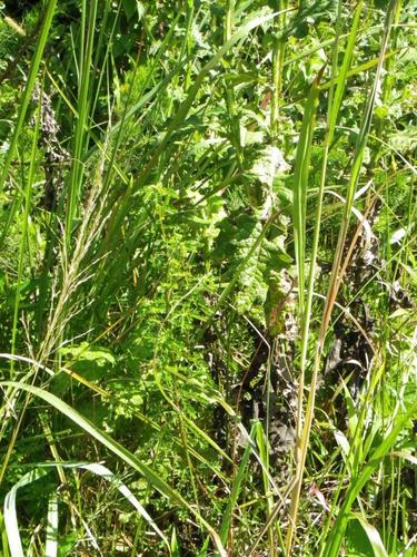 Phyllanthus myrtaceus — photo