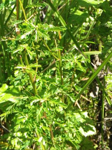 Phyllanthus myrtaceus
