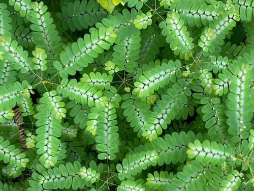 Phyllanthus niruri (Stonebraker) — photo