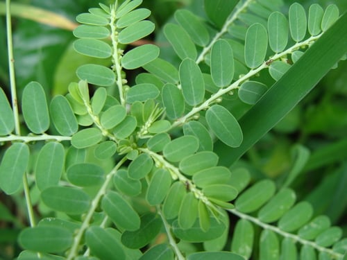Phyllanthus niruri