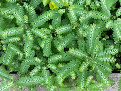 Phyllanthus niruri (Stonebraker) — photo