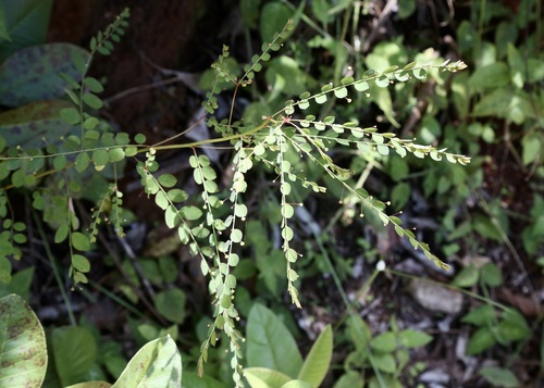 Phyllanthus nummulariifolius — photo