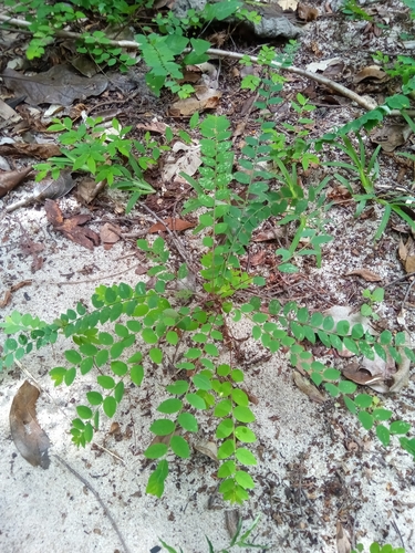 Phyllanthus nummulariifolius — photo