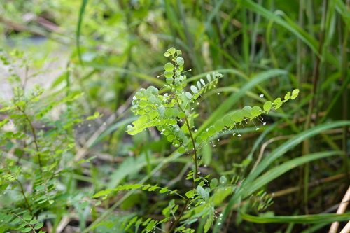 Phyllanthus nummulariifolius