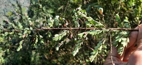 Phyllanthus parvifolius — photo