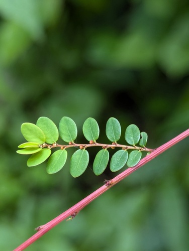 Phyllanthus parvifolius