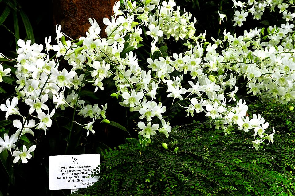 Phyllanthus pectinatus (Malacca tree) — photo