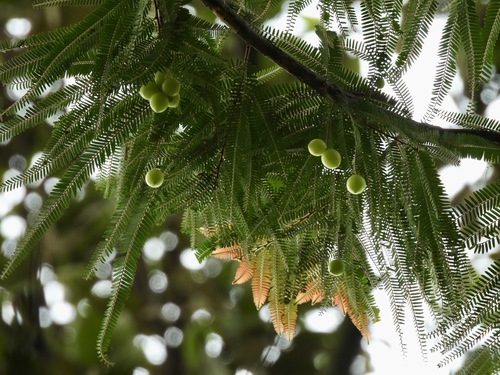 Phyllanthus pectinatus