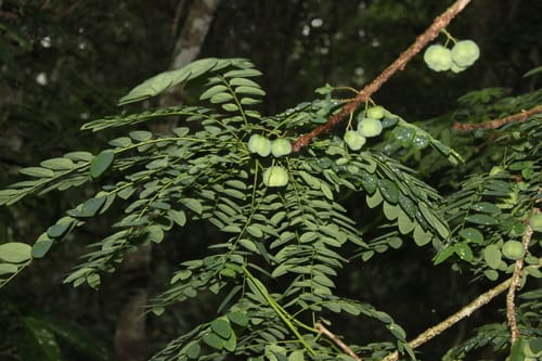 Phyllanthus polyanthus — photo