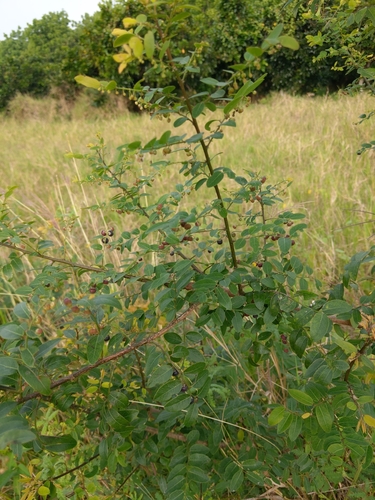 Phyllanthus reticulatus (Potato bush) — photo