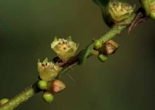 Phyllanthus reticulatus (Potato bush) — photo
