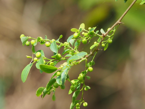 Phyllanthus reticulatus