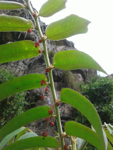 Phyllanthus salviifolius (Sage leaf flower) — photo