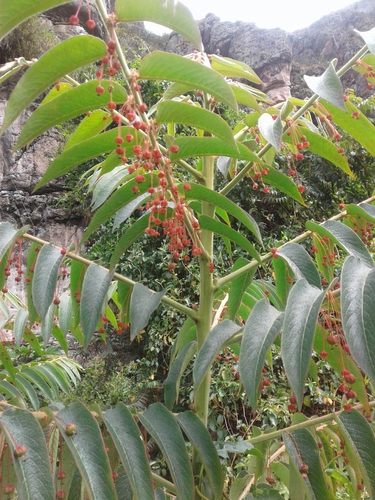Phyllanthus salviifolius (Sage leaf flower) — photo