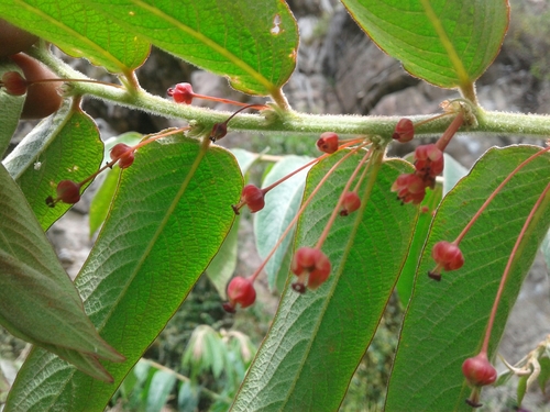 Phyllanthus salviifolius