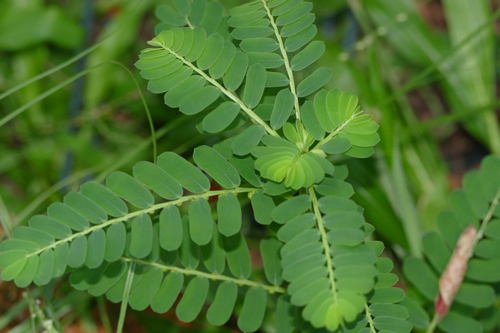 Phyllanthus urinaria (Leaf-Blossum) — photo