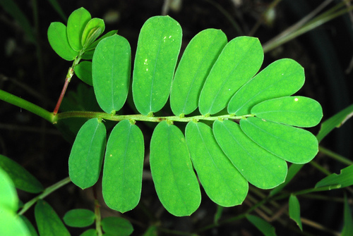 Phyllanthus urinaria (Leaf-Blossum) — photo