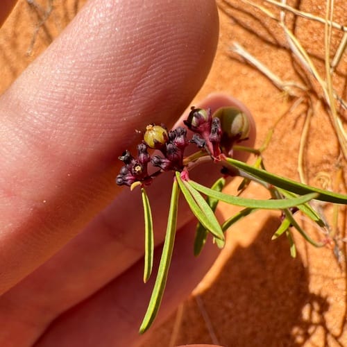 Phyllanthus warnockii (Sand reverchonia) — photo
