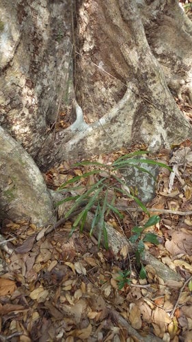 Phyllarthron comorense