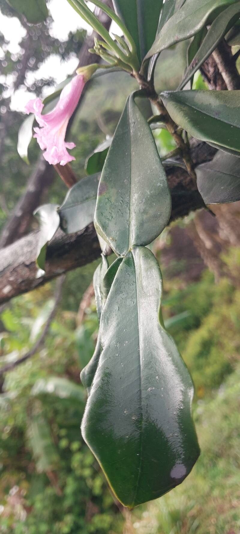 Phyllarthron spp. — photo
